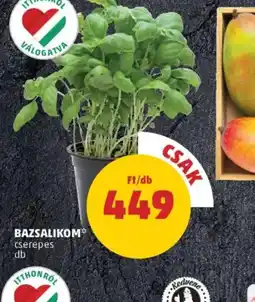 PENNY Bazsalikom ajánlat