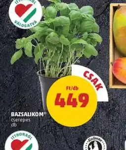 PENNY Bazsalikom ajánlat