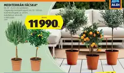 ALDI Mediterrán Fácska ajánlat