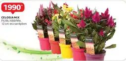 Auchan Celosia mix ajánlat
