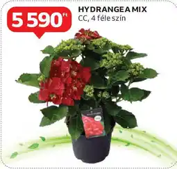 Auchan Hydrangea mix ajánlat