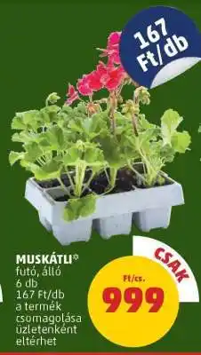 PENNY Muskátli ajánlat