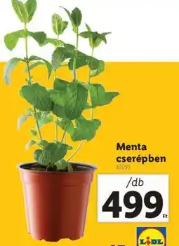 Lidl Menta cserépben ajánlat