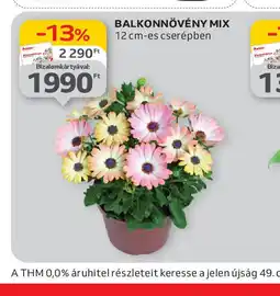 Auchan Balkonnövény Mix ajánlat