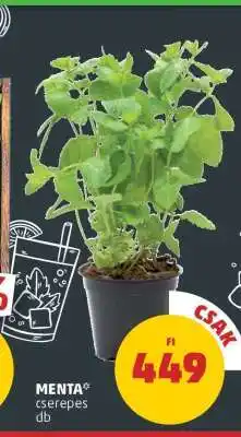 PENNY MENTA ajánlat