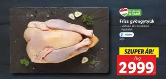 Lidl Friss gyöngytyúk ajánlat