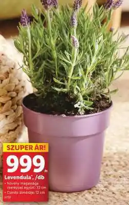 Lidl Levendula ajánlat