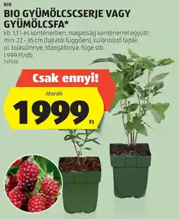 ALDI Bio bio gyümölcscserje vagy gyümölcsfa ajánlat