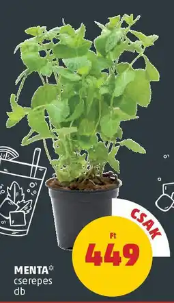 Menta