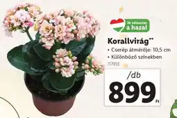 Lidl Korallvirág ajánlat