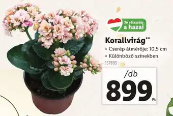 Lidl Korallvirág ajánlat