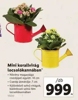 Lidl Mini korallvirág locsolókannában ajánlat