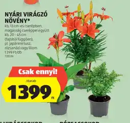 ALDI Nyári virágz növény ajánlat