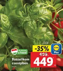 Lidl Bazsalikom cserépben ajánlat