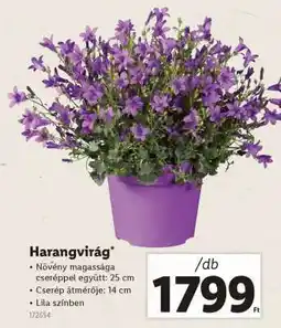Lidl Harangvirág ajánlat