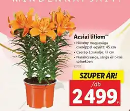 Lidl Ázsiai liliom ajánlat