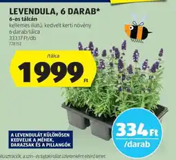 ALDI Levendula, 6 darab ajánlat