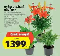 ALDI Nyári virágzó növény ajánlat