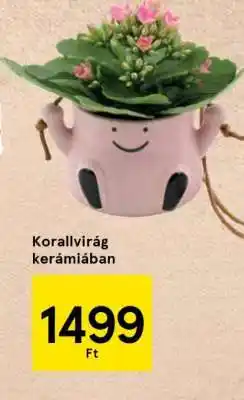 Tesco Korallvirág kerámiában ajánlat