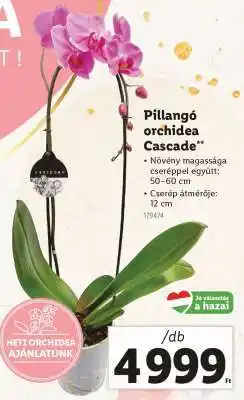 Lidl Pillangó orchidea Cascade ajánlat