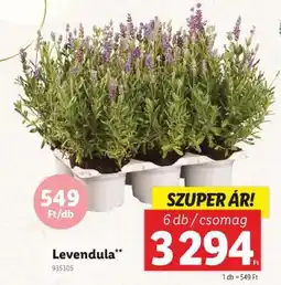 Lidl Levendula ajánlat