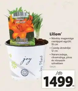 Lidl Liliom ajánlat