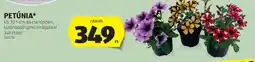ALDI Petúnia ajánlat
