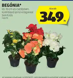 ALDI Begónia ajánlat