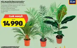 ALDI Pálmakülönlegesség ajánlat