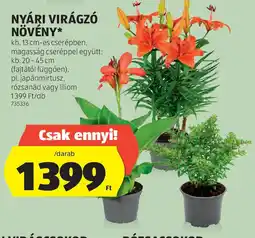 ALDI Nyári virágzó növény ajánlat