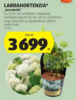 ALDI Labdahortenzia ajánlat