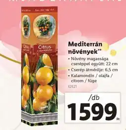 Lidl Mediterrán növények ajánlat