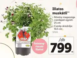 Lidl Illatos muskátli ajánlat