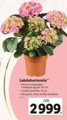 Lidl Labdahortenzia ajánlat