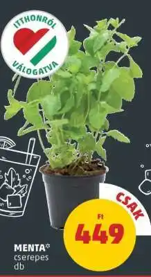 PENNY MENTA ajánlat