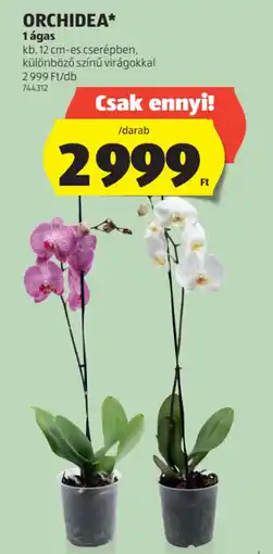 ALDI Orchidea ajánlat