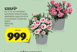 ALDI Szegfű ajánlat