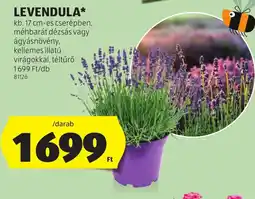 ALDI Levendula ajánlat