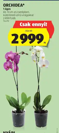 ALDI Orchidea ajánlat
