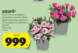 ALDI Szegfű ajánlat