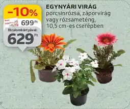 Auchan Egynyári virág ajánlat
