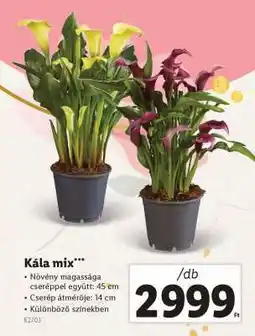 Lidl Kála mix ajánlat