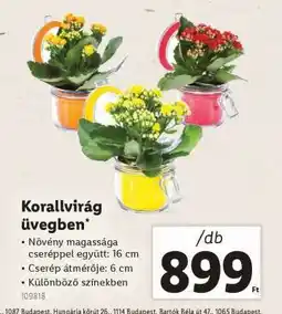 Lidl Korallvirág üvegben ajánlat