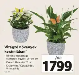 Lidl Virágzó növények kerámiában ajánlat