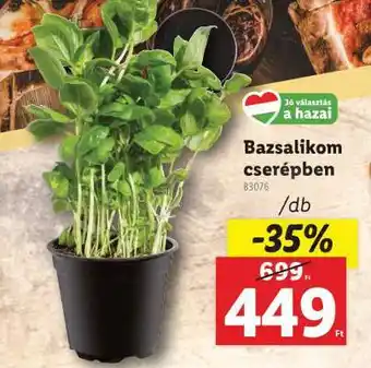 Lidl Bazsalikom cserépben ajánlat