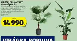 ALDI Kültéri pálma / papagájvirág ajánlat
