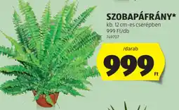 ALDI Szobapáfrány ajánlat