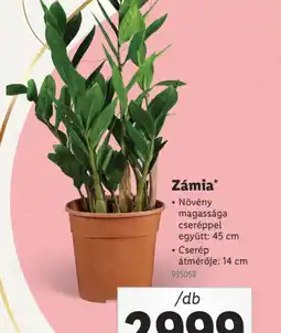 Lidl Zámia ajánlat