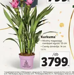 Lidl Kurkuma ajánlat