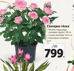 Lidl Cserepes rzsa ajánlat